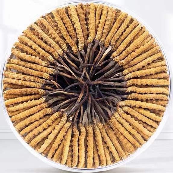 沙湾冬虫夏草回收